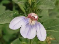 Justicia petiolaris