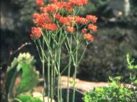Kalanchoe rotundifolia