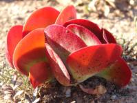 Kalanchoe luciae 