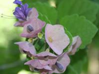 Karomia speciosa flower cluster
