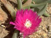 K.acutipetala