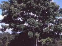 Khaya anthotheca