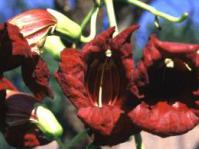 Flowers of Kigelia africana