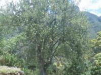 Kiggelaria africana