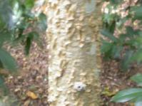 Kirkia acuminata trunk