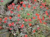Kleinia fulgens