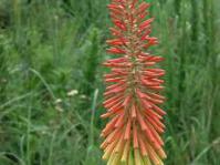 Kniphofia gracilis