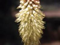 Kniphofia ensifolia