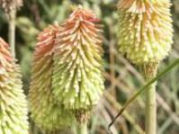 Red-hot pokers are not always red!