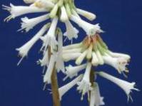 Kniphofia leucocephala
