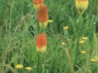 Kniphofia linearifolia