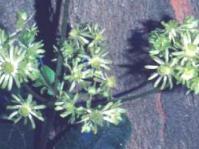  Unusual flowers resembling green buttercups