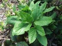 Leaves and flowers