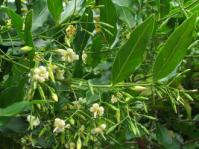 Kraussia floribunda foliage and flowers