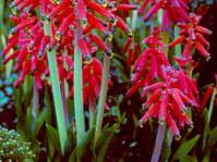 Lachenalia bulbifera