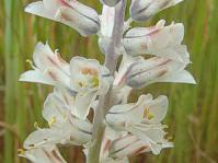 Flower spike