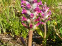 Plant in flower