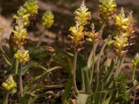 Lachenalia lutea