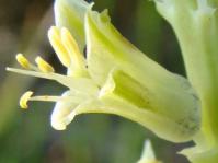 Close up of flower