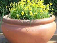 Pot of Lachenalia mathewsii
