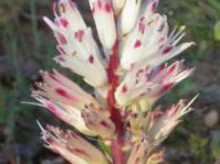 Inflorescence