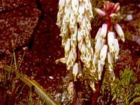 Flowering after fire