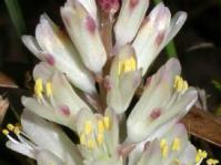 Close- up of flowers