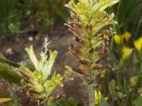 Lachenalia orchioides var.orchioides - yellow form