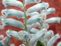 Lachenalia viridiflora