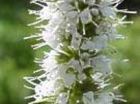 Mentha longifolia.  Photo G. Nichols