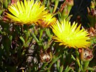 Bright yellow Lampranthus bicolor flowers