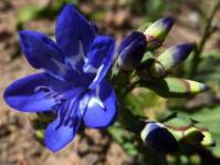 Lapeirousia corymbosa 