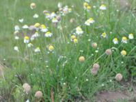 Plant in flower: Photo Anthony Magee