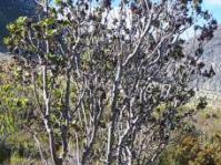 Laurophyllus capensis female tree in habitat