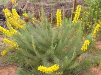 Lebeckia sepiaria
