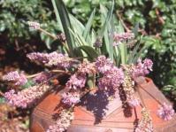 Ledebouria cooperi