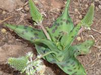 Ledebouria zebrina