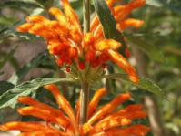 Leonotis leonurus