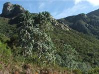 Leucadendron argenteum growing wild on the Kirstenbosch Estate.