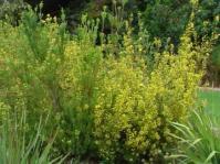 Leucadendron laxum
