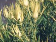 L.salignum