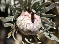 Leucadendron album female cone