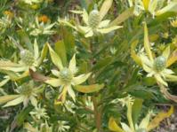 Bush with female flowers