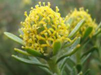 Female flower