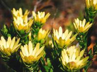female plant in flower