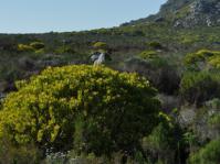 Leucadendron laureolum growing in habitat at Silvermine