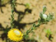 Leucadendron levisanus male in flower