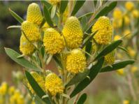 Leucadendron macowanii, male flowerheads. 