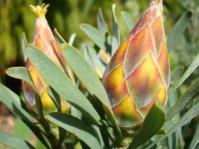 Leucadendron rubrum