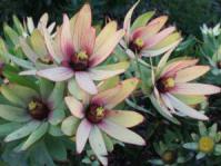 Female Leucadendron sessile bush